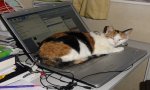 Fuori Provincia
Crazy News:Dell alcuni notebook puzzano di pipì di gatto