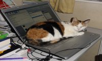 Fuori Provincia
Crazy News:Dell alcuni notebook puzzano di pipì di gatto