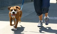 Verbania
VerbaniaBau: Il cane in passeggiata