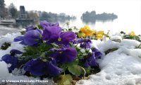 Verbania
Verbania innevata - FOTO