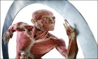Fuori Provincia
MilanoInside: BODY WORLDS