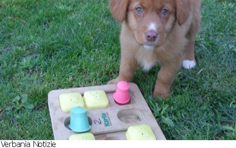 Verbania
VerbaniaBau: Il Canile cognitivo Verbania
VerbaniaBau: Il Canile cognitivo