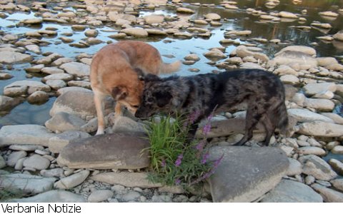 Verbania
VerbaniaBau: Apprendimento socio-cognitivo: apprendere dall’Altro#2